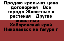 Продаю крольчат цена договорная - Все города Животные и растения » Другие животные   . Хабаровский край,Николаевск-на-Амуре г.